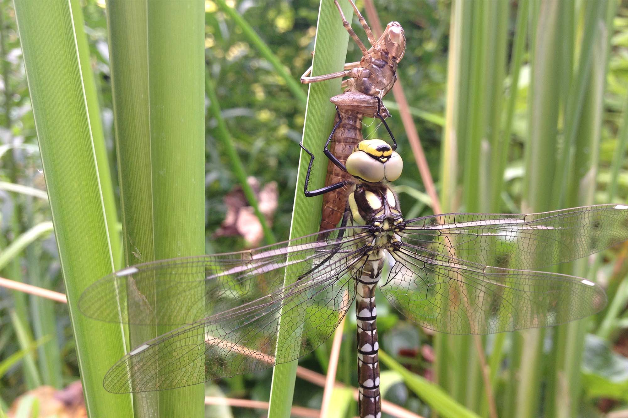 phsyiotherapie elke diener